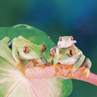Costa Rica Tours